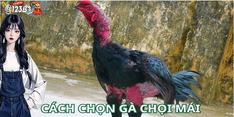 Giới thiệu cách chọn gà chọi mái uy tín nhất hiện nay