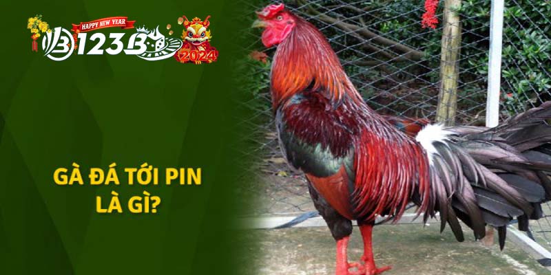 123B cách nuôi gà đá tới pin phương pháp đơn giản, hiệu quả