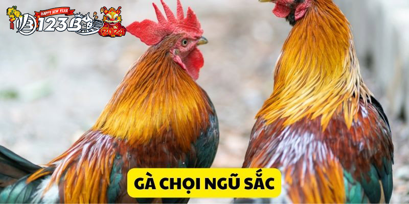 123B Ghép gà chọi đá tạo nên những chiến binh vô địch!