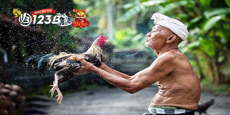 123B Cách làm nước cho gà chọi vô địch Bí kíp từ chuyên gia