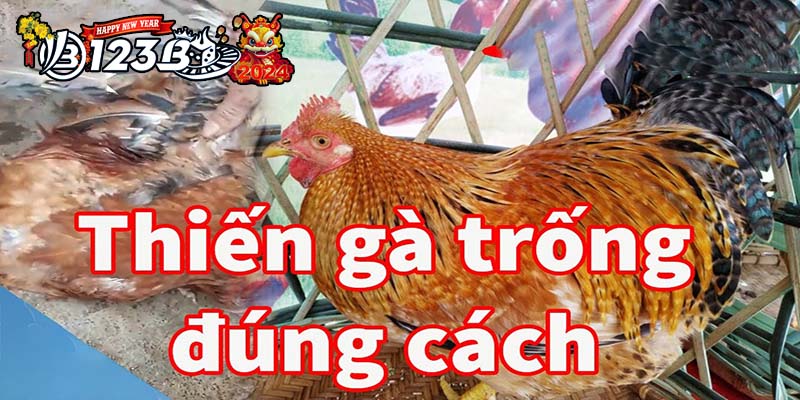 123B thiến gà đúng cách hướng Dẫn Chi Tiết & An Toàn Cho Gà